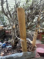 IMG_6266.jpeg