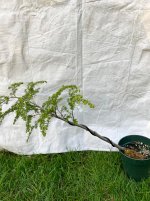 IMG_7974.jpeg