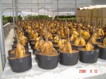 ficus_ginseng_root_634563792136691770_1.jpg