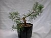 Scots pine from 003.jpg