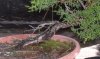 Mendocino Cypress Trunk.jpg