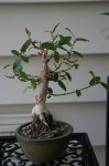 old ficus1.JPG