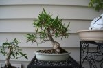 old ficus 2.JPG