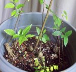 hackberry root cuttings.jpg