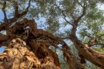 Ancient Olive tree15.jpg