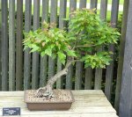 676px-Acer_rubrum_bonsai_-_Dawes_Arboretum_-_DSC02994.JPG