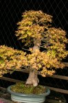 Barrosinc - bonsai temp - 0001.jpg