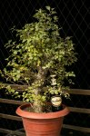 Barrosinc - bonsai temp - 0003.jpg