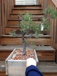 ponderosa-pine-4.jpg