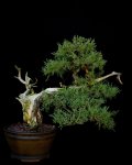 2012 Rocky Mountain Juniper.jpg