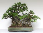 ficus1a.jpg