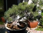 scots pine.jpg