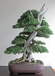 bebb_gallery_driftwood_juniper_1.jpg