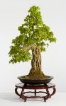 Chinese_142_Acer_buergerianum_Lg.jpg