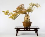 Chinese_133_Acer_buergerianum_Lg.jpg