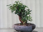 bonsai.91109 016.jpg