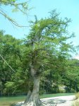 Beat up taxodium.jpg