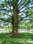 trunk taxodium.jpg