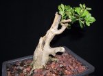 Shohin Boxwood 8.26.2014.JPG