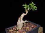 Shohin Boxwood 8.31.2014.JPG