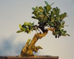 Shohin Boxwood 4.25.2015.JPG