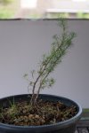 larch4-0001.jpg