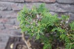 thuja-0006.jpg