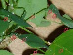 x-Erythrina A014a.JPG