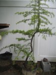 Cedar.jpg