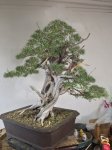 juniper1a.jpg