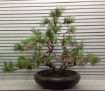 Western White Pine Wired 001.JPG