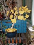 Gingko 019.JPG