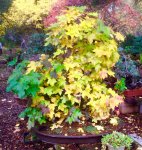 liquidambar 11-25-15.jpg