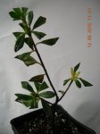 DSCN2484.JPG