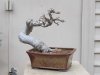 Chinese elm 1.jpg