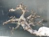 chinese elm new leaves.jpg