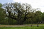 15_major-oak.jpg