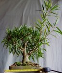 ficus 2015 nov.jpg