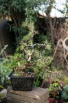 Barrosinc - Bonsai enero 2016 - Mugo -  0001.jpg