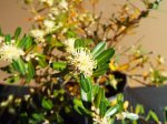 Buxus Flower 1.jpg