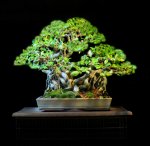 12ficusvirt1A.jpg