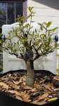 Quercus virginiana pre-bonsai 3-17-16.jpg