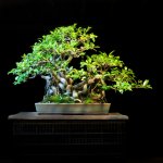 ficus1A.jpg