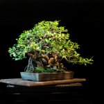 ficus2A.jpg