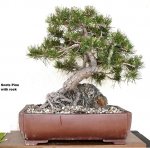 scots pine.jpg