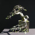 bonsai%20summer%202011%20(15).jpg