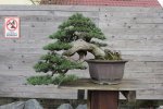 cascade-bonsai.jpg