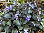 alpine violet.jpg