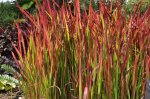 Imperata-Japanese-Blood-grass-Red-Baron-1.jpg