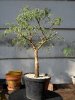 bonsai_ 019a.JPG